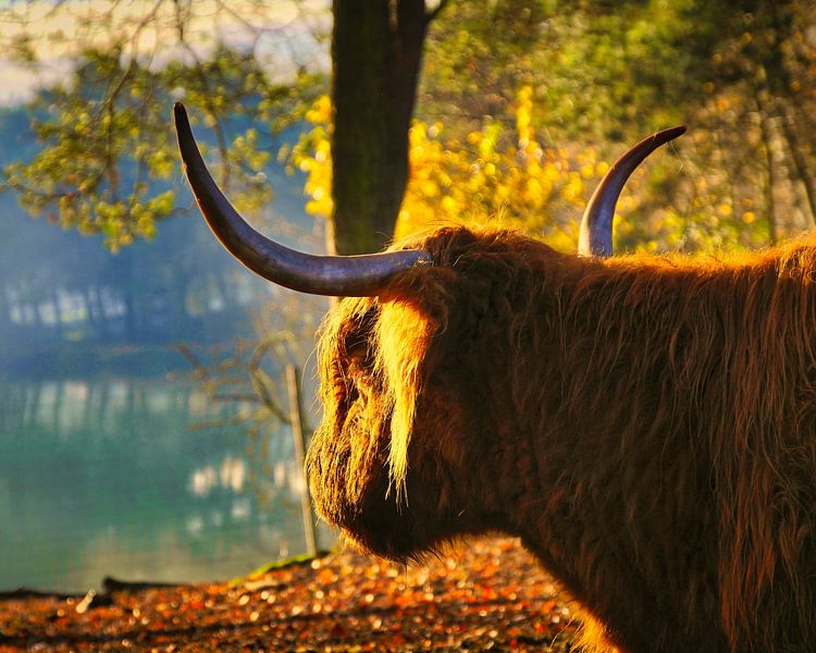Highlander écossais profitant du soleil du matin. par Rudi Everaert