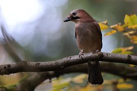 Vlaamse gaai in herfstbos Duitsland Zwarte Woud van Frank Fichtmüller