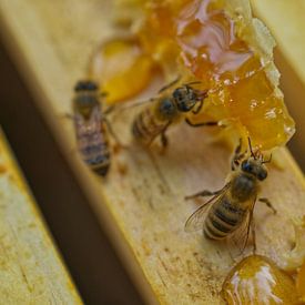 Honeybees on Hive-frames by Iris Holzer Richardson