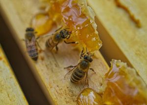 Honigbienen auf Bienenstock-Rahmen