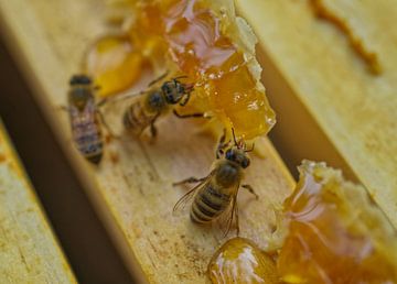 Abeilles mellifères sur les cadres de ruche sur Iris Holzer Richardson
