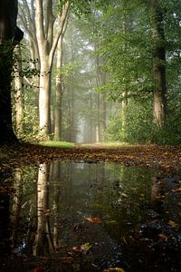 Spiegeling in de mist op de Veluwe
