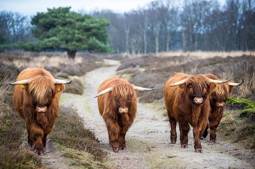 Schotten in Drenthe