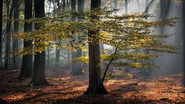 Herbst von Jeroen Linnenkamp