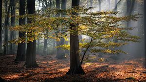 Automne