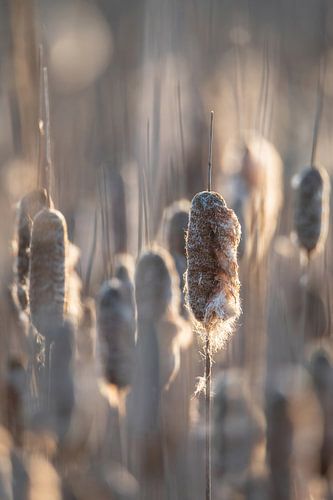 Park Lingezegen part 9