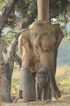 Olifanten in Chitwan National Park Nepal sur Anouk Hol