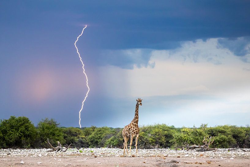 Schilderachtige lucht met bliksem en giraf van Sharing Wildlife