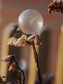 Soft still life frozen bubble