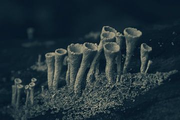 Mysterieus kopjesbekermos (Cladonia fimbriata) van Barry van Laar