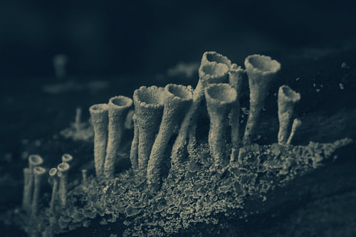 Mysterious cup moss (Cladonia fimbriata)