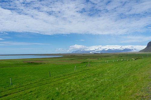 Islande - Moutons dans une prairie verdoyante avec de l'eau, un glacier et du blanc
