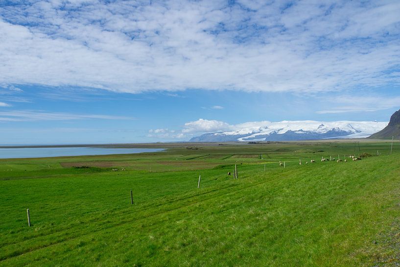 Iceland - Sheep on green meadow with water and glacier and white by adventure-photos