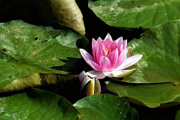 Roze waterlelie met bladeren van Maud De Vries