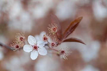 Prune cerise douce sur Niels Hamelynck