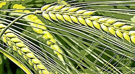 Céréales mixed media sur Werner Lehmann