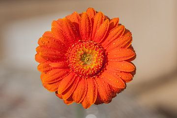 Gerbera oranje 4 sur John Ouwens