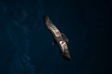 Condor in vlucht van Romy Oomen