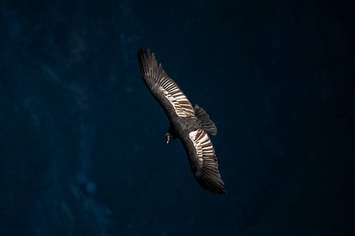 Condor in vlucht