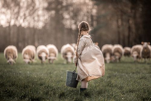 sheep by Elke De Proost