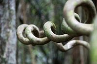 Natuurlijk kunstwerk in het regenwoud van Suriname