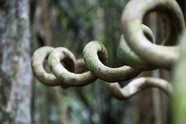 Natürliche Kunst im Regenwald von Suriname von whmpictures .com