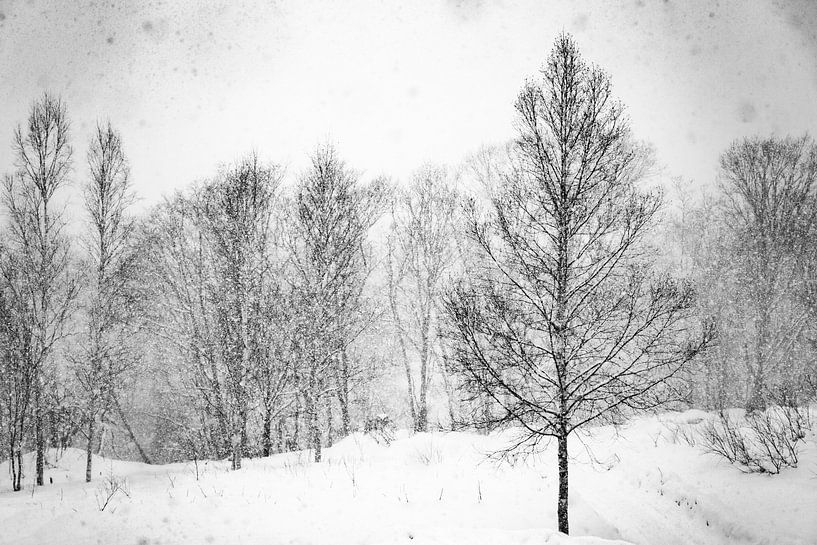 Black white trees and snow in Japan by Hidde Hageman