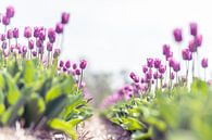 Tulpen von Henk Verheyen Miniaturansicht