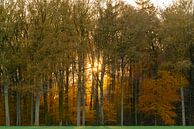 Herfst in het bos van Jeroen Kleiberg thumbnail