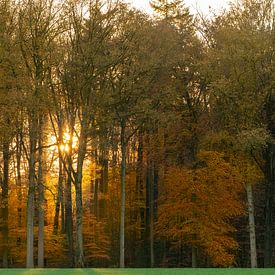 Herbst im Wald von Jeroen Kleiberg