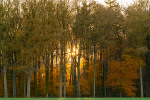 Sonnenlicht im goldenen Herbstwald