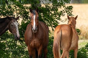 Op de rug van een paard... van Marcel Hirsch