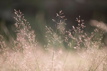 Zartes Gras in sanften Pastelltönen von Imladris Images