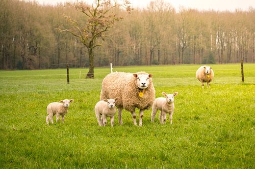 Lammetjes met moeder