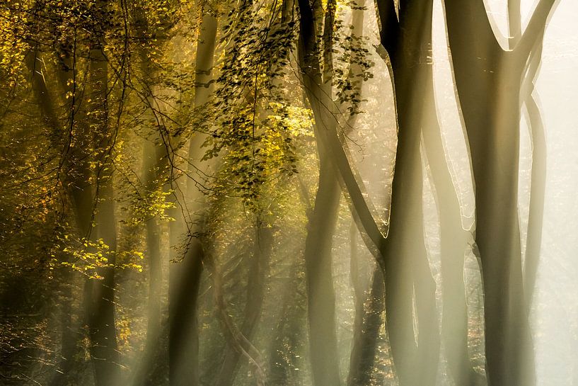 Sunrise in the Speulder forest by Danny Slijfer Natuurfotografie