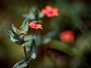 Plant van Rob Boon