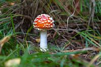Flyagaric in the forest