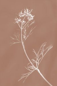 Witte bloemstengel op 'Mocha Mousse'