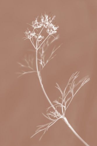 Witte bloemstengel op 'Mocha Mousse'