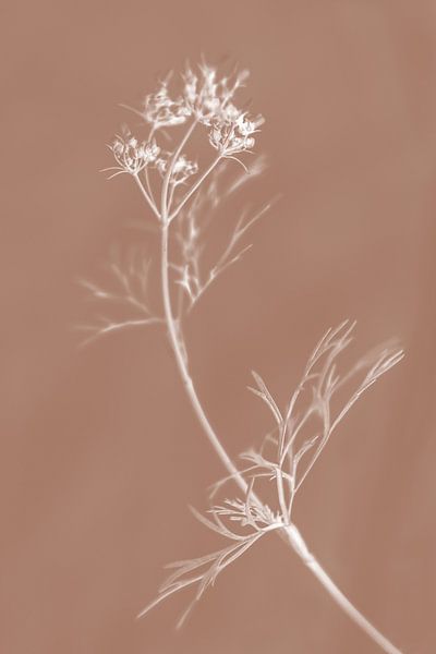 Weißer Blumenstiel auf Mocha-Mousse von Imladris Images
