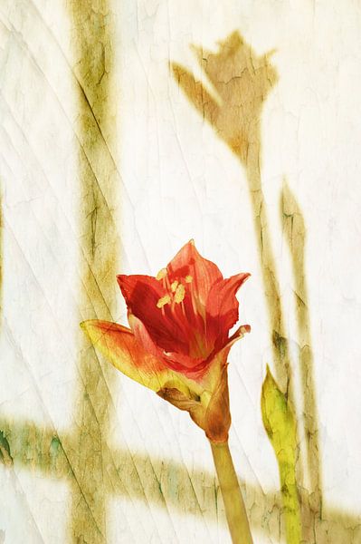 Zarte Amaryllis von Martina Fornal