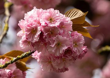 Roze kersenbloesem Sakura bloem bloesem