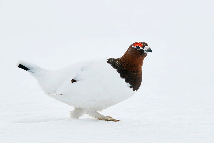 Male Willow Grouse (Lagopus lagopus by Beschermingswerk voor aan uw muur