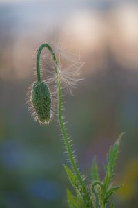 Klaproos van Moetwil en van Dijk - Fotografie