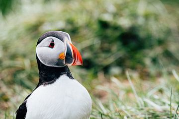 Puffin Iceland by Suzanne Spijkers