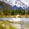 A swan along the Isar River with alpine mountains in the background. von Miriam Schwarzfischer Fotografie