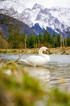 A swan along the River Isar with alpine mountains in the background. by Miriam Schwarzfischer Fotografie