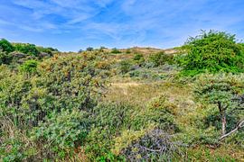 Dune area Berkheide Katwijk aan zee by eric van der eijk