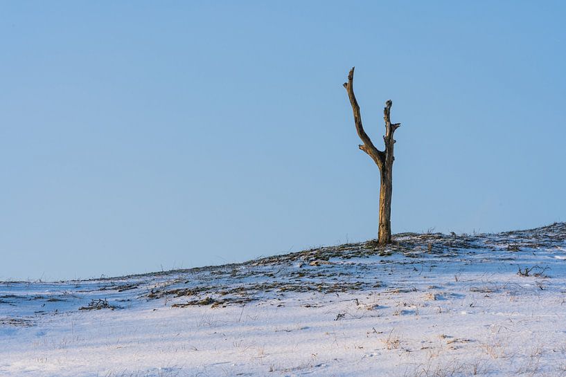 Boom op besneeuwde helling van zeilstrafotografie.nl