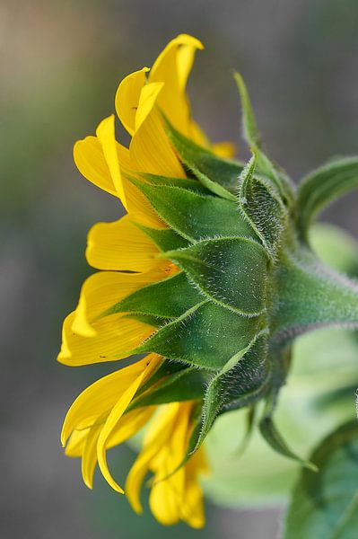 Zonnebloem van Ad Jekel